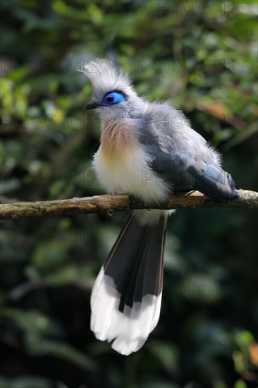 Crested coua (Coua cristata), Crested coua, adult, perch, captive, Madagascar, Africa