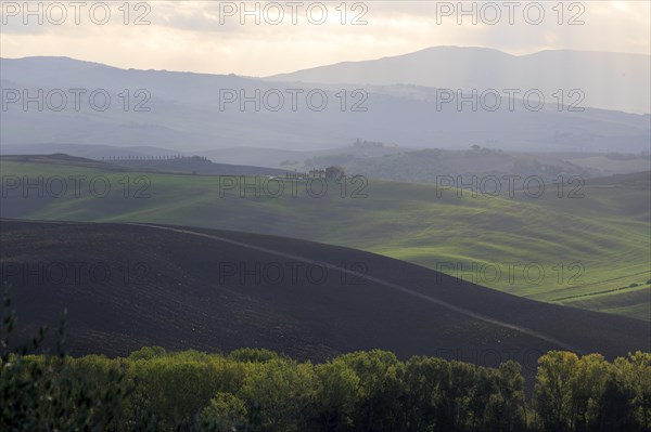 Morning light illuminates the rolling hills and groups of trees in atmospheric Tuscany, Italy, Tuscany, Podere Belvedere, Val d'Orcia, Pienza, Siena Province, Europe