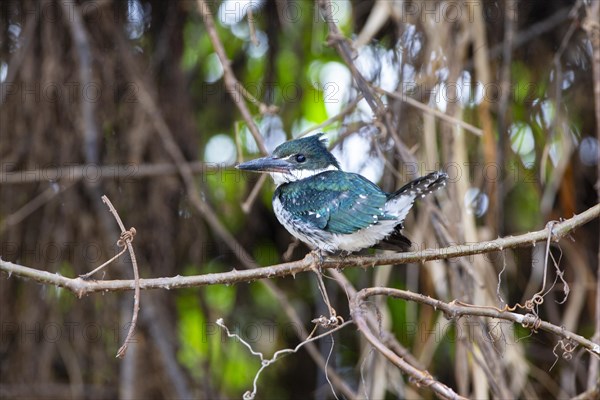 Green Kingfisher (Chloroceryle americana) Pantanal Brazil