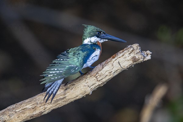 Green Kingfisher (Chloroceryle americana) Pantanal Brazil