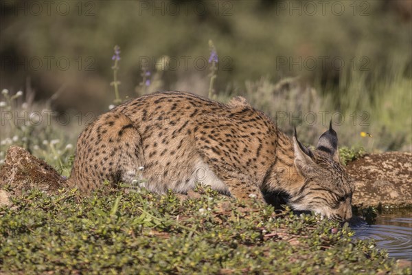 Pardell Lynx female, Iberian Lynx (Lynx pardinus), Extremadura, Castilla La Mancha, Spain, Europe