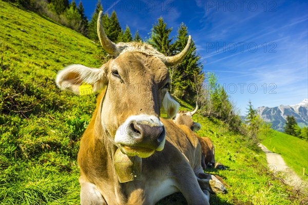 Single dairy cow, Allgaeu Brown cattle, alpine meadow, near Oberstdorf, Allgaeu, Bavaria, Germany, Europe