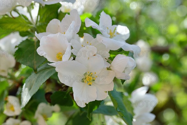 Apple blossoms (Malus), with bokeh in the background, Wilnsdorf, Nordrhein. Westphalia, Germany, Europe