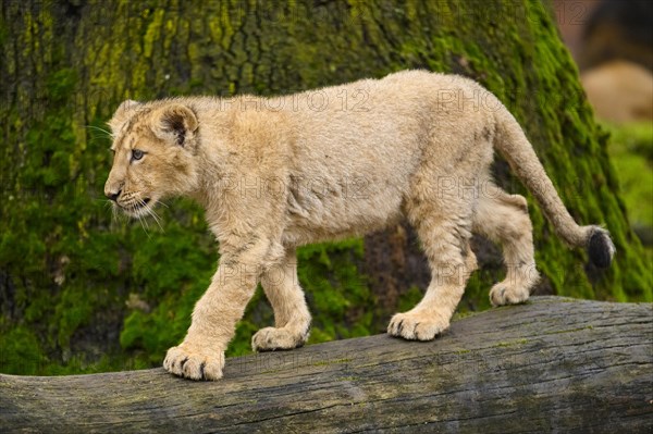 Asiatic lion (Panthera leo persica) cub climbing on a tree trunk, captive, habitat in India