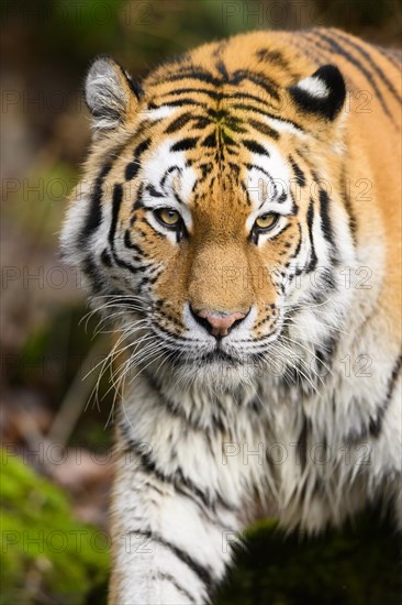 Portrait of a Siberian tiger or Amur tiger (Panthera tigris altaica) in the forest, captive, habitat in Russia