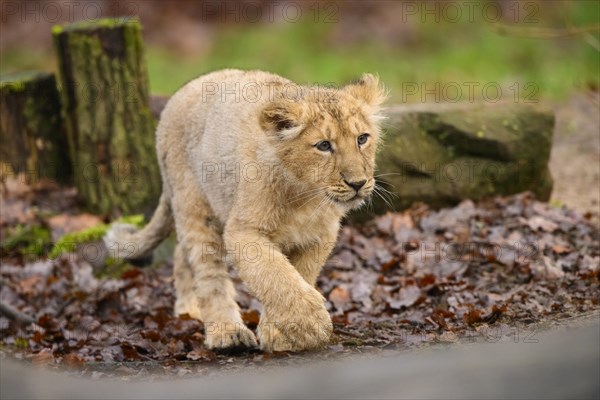 Asiatic lion (Panthera leo persica) cub walking, captive, habitat in India