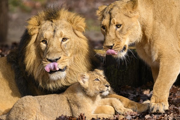 Asiatic lion (Panthera leo persica) family with the lioness, the male and the cub, captive, habitat in India