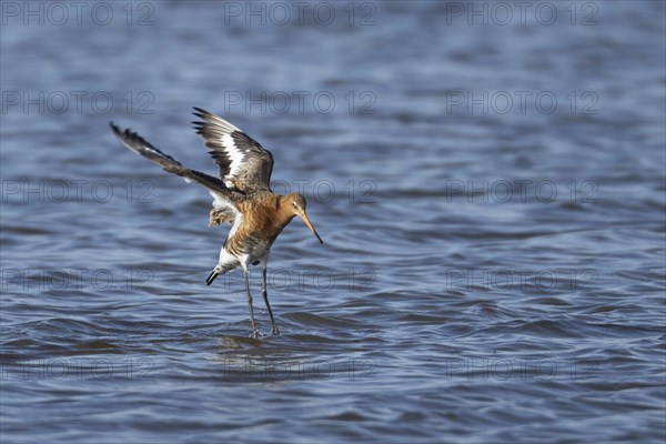 Black tailed godwit (Limosa limosa) adult male bird in summer plumage landing in a lagoon, England, United Kingdom, Europe