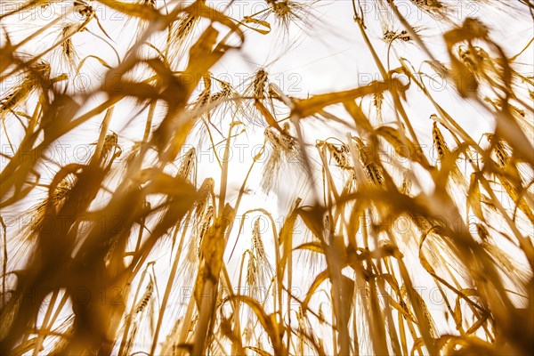 Backlit photograph of ears of barley in a cornfield with a low sun in the background, Cologne, North Rhine-Westphalia, Germany, Europe