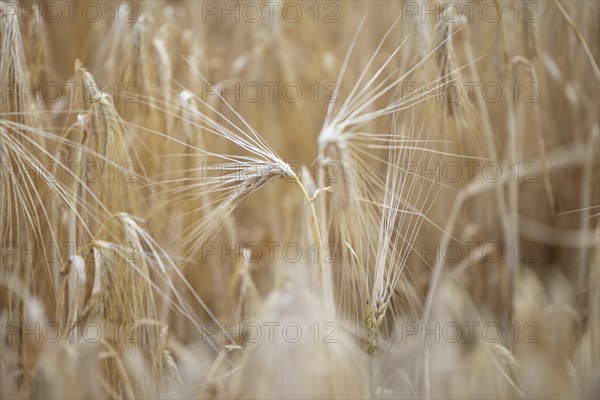 Close-up of individual ripe ears of grain in a field with Barley, Cologne, North Rhine-Westphalia, Germany, Europe