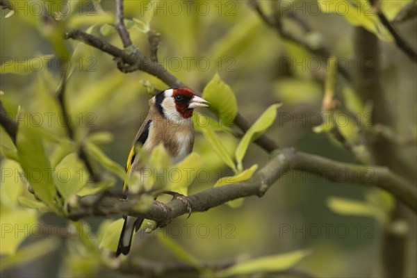 European goldfinch (Carduelis carduelis) adult bird singing on a Magnolia tree branch, England, United Kingdom, Europe