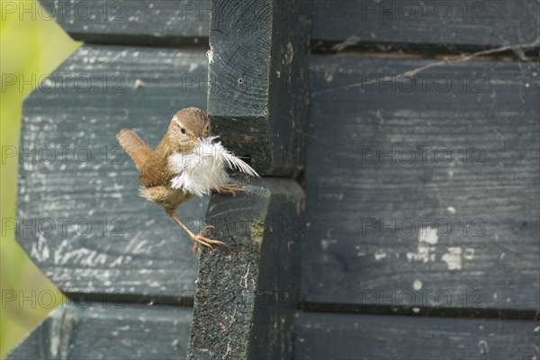 European wren (Troglodytes troglodytes) adult bird with a feather for nesting material in its beak on a garden shed, England, United Kingdom, Europe