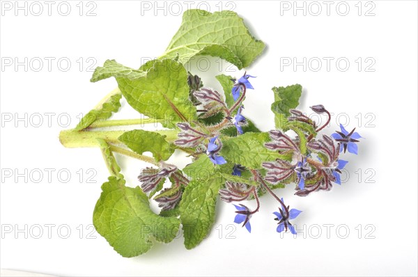 Borage on a white background