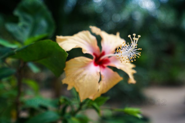 Image of beautiful hibiscus growing. Phuket, Thailand, Asia