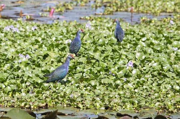 Grey-headed swamphens (Porphyrio porphyrio) on water hyacinths, Backwaters, Kumarakom, Kerala, India, Asia