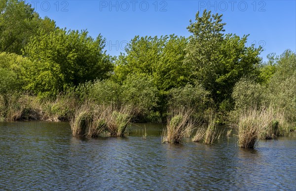 Nature at the large cleaning pond in Beech Forest, Hobrechtswald, Beech, Brandenburg, Germany, Europe