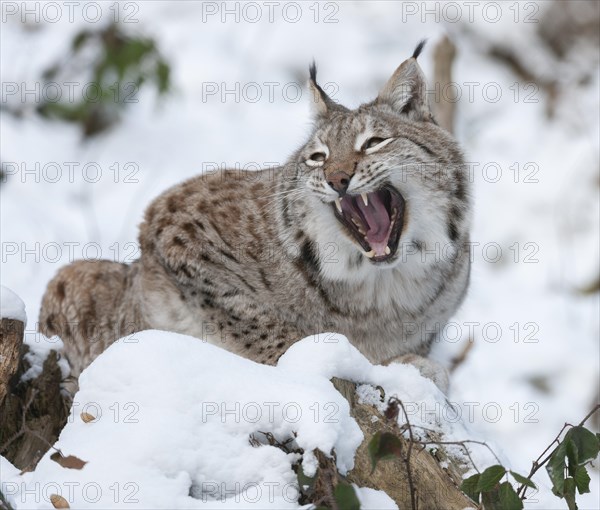 Eurasian Lynx (Lynx lynx) sitting on a tree trunk in the snow and yawning, teeth visible, captive, Germany, Europe