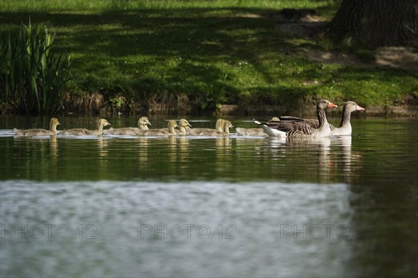 Greylag goose chicks, spring, Germany, Europe