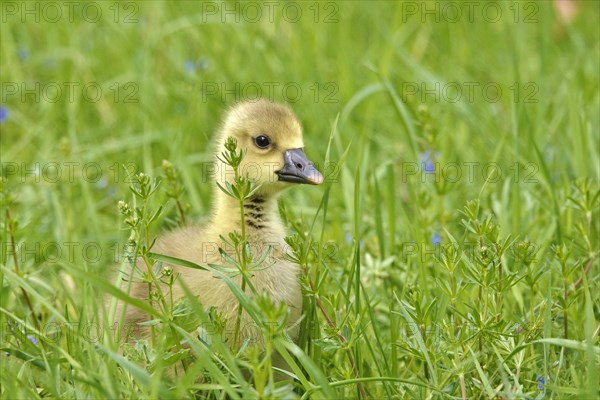 Greylag goose chicks, spring, Germany, Europe