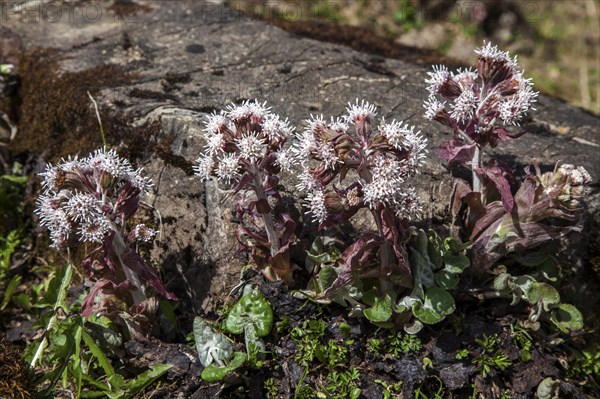 Alpen-Pechwurz (Petasites paradoxus), flowering, WDietersbachtal, near Oberstdorf, Allgaeu Alps, Oberallgaeu, Allgaeu, Bavaria, Germany, Europe