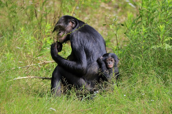 Bonobo, bonobo (Pan Paniscus), female, adult, young animal, feeding, Great ape, Primate, chimpanzee, captive