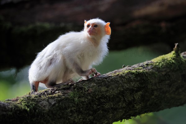 Silvery Marmoset, (Mico argentatus, Syn.: Callithrix argentata), Silvery Marmoset, adult, tree, vigilant, captive, South America