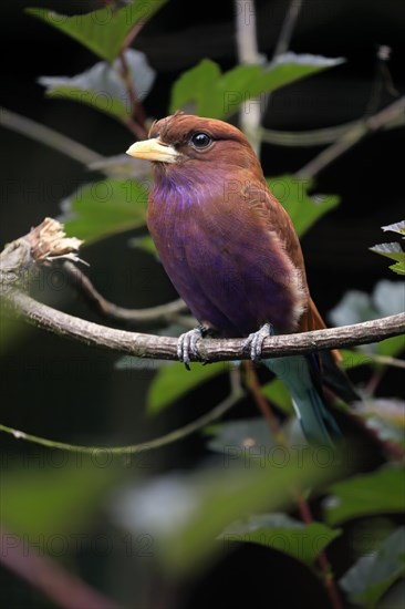 Broad-billed roller (Eurystomus glaucurus), adult, on tree, vigilant, captive