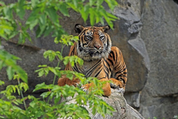 Sumatran tiger (Panthera tigris sumatrae), Captive