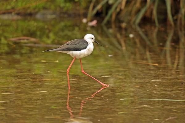 Black-winged Black-winged Stilt (Himantopus himantopus)