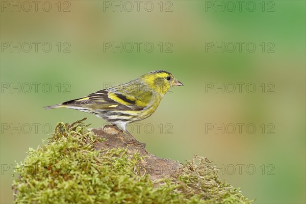 Eurasian siskin (Carduelis spinus), male sitting on a stone overgrown with moss, Wilnsdorf, North Rhine-Westphalia, Germany, Europe