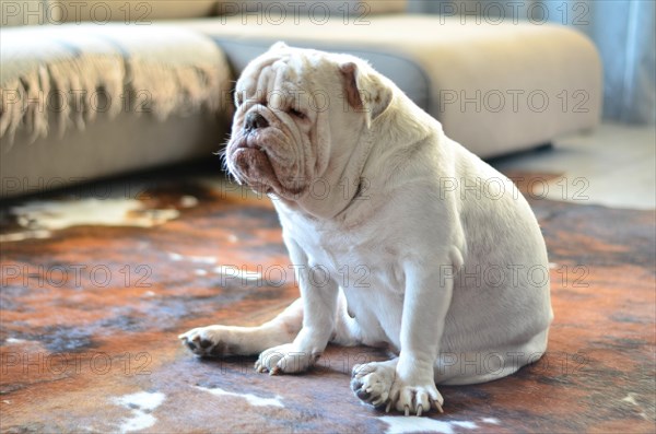 Pretty white english bulldog sitting on carpet