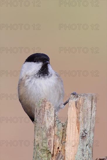 Marsh tit (Parus palustris) sitting on a tree stump, frontal view, looking into the camera, Wilnsdorf, North Rhine-Westphalia, Germany, Europe