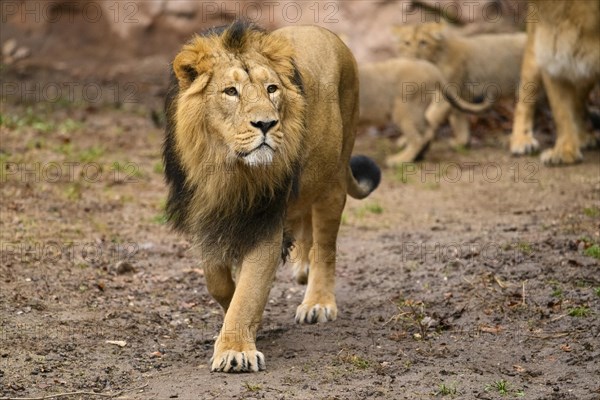 Portrait of an Asiatic lion (Panthera leo persica) male walking in the dessert, captive, habitat in India