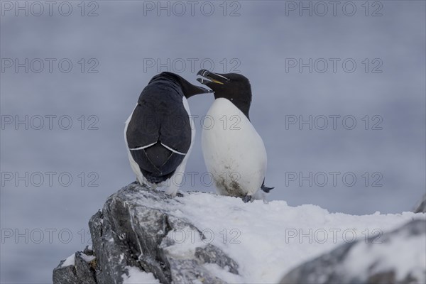 Razorbill (Alca torda), couple, greeting, in the snow, Hornoya, Hornoya, Varangerfjord, Finmark, Northern Norway