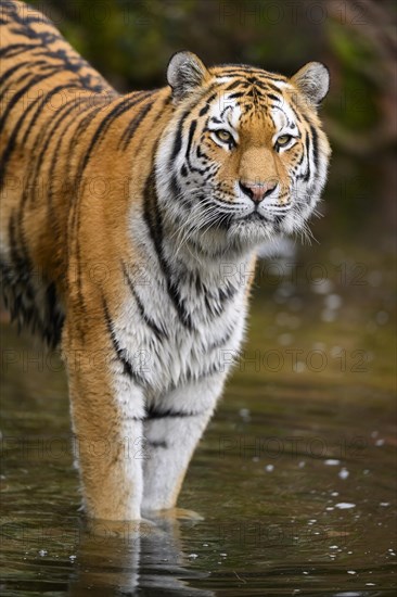 Siberian tiger or Amur tiger (Panthera tigris altaica) standing at the shore of a lake, captive, habitat in Russia