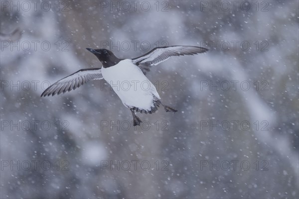 Common guillemot (Uria aalgae), flight, in the snow, Hornoya, Hornoya, Varangerfjord, Finmark, Northern Norway