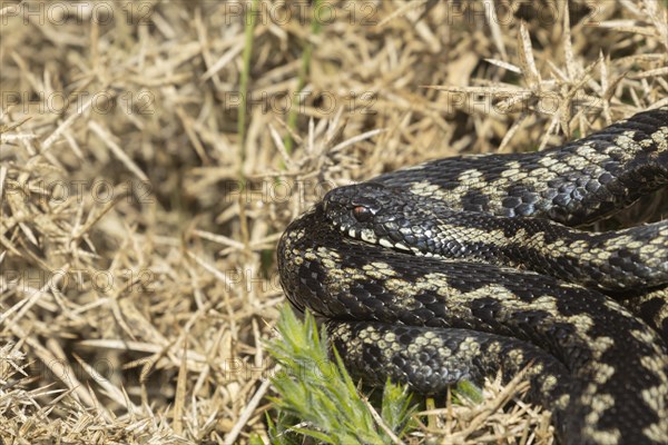 European adder (Vipera berus) adult snake basking on a gorse bush, England, United Kingdom, Europe