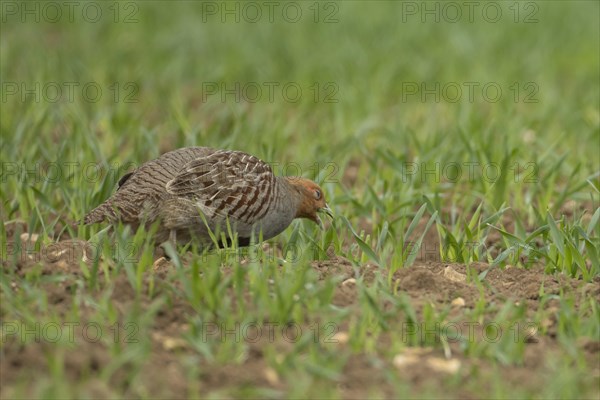 Grey or English partridge (Perdix perdix) adult bird feeding in a farmland cereal field, England, United Kingdom, Europe