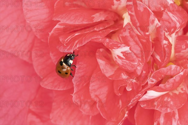 Seven-spot ladybird (Coccinella septempunctata) adult on a garden Camellia flower, England, United Kingdom, Europe