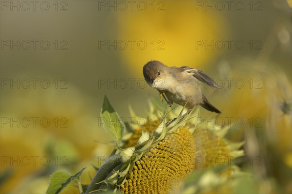 Reed warbler (Acrocephalus scirpaceus) adult bird preening on Sunflower seedheads, England, United Kingdom, Europe