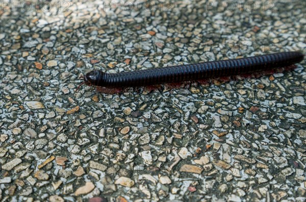 Image of centipede crawling on lane. Phuket, Thailand, Asia
