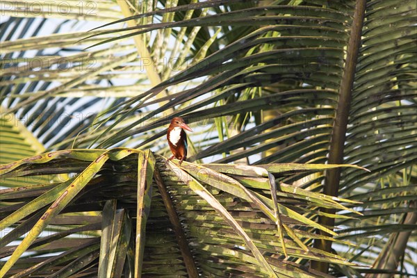 White-throated kingfisher (Halcyon smyrnensis) or Common kingfisher on a Palm tree, Backwaters, Kumarakom, Kerala, India, Asia