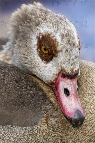 Egyptian geese (Alopochen aegyptiaca) on the River Main, Offenbach am Main, Hesse, Germany, Europe