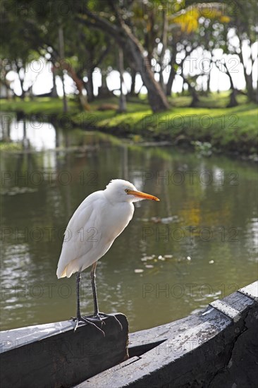 Cattle egret (Bubulcus ibis) sitting on a boat in Kerala's backwaters, Kumarakom, Kerala, India, Asia