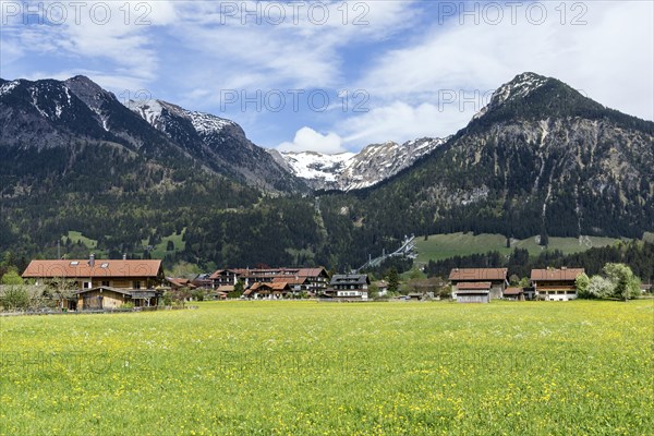 Common dandelion (Taraxacum), flowering dandelion field, right Schattenberg, Oberstdorf, Allgaeu Alps, Oberallgaeu, Allgaeu, Bavaria, Germany, Europe