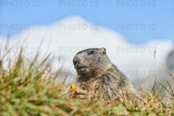 Alpine marmot (Marmota marmota) on a meadow in summer, Grossglockner, High Tauern National Park, Austria, Europe