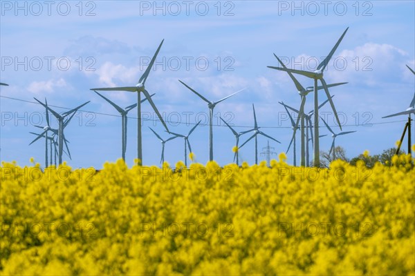 Wind turbines in the Luetetsburg wind farm behind a rape field on the North Sea coast, Hagermarsch, East Frisia, Lower Saxony, Germany, Europe