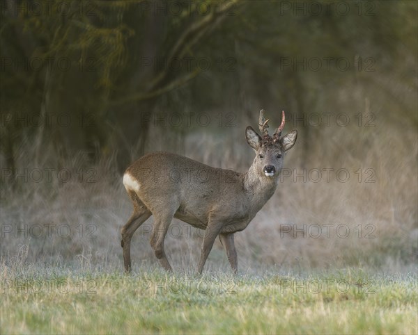 European roe deer (Capreolus capreolus), roebuck in winter coat, winter cover, one antler in the bast, one pole freshly swept still red from blood, no injury normal process, wildlife, Thuringia, Germany, Europe