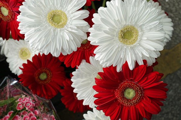 Fresh red and white Gerber daisies in a lush arrangement, flower sale, Central Station, Hamburg, Hanseatic City of Hamburg, Germany, Europe
