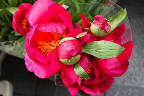 Close-up of pink European peonies, (Paeonia lactiflora) embodying spring, flower sale, central station, Hamburg, Hanseatic City of Hamburg, Germany, Europe